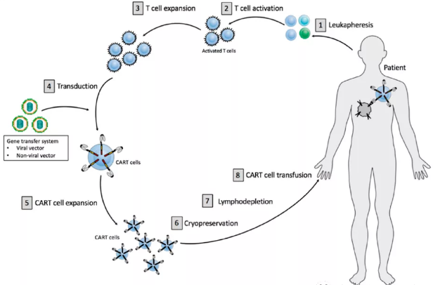 CAR-T生產(chǎn)工藝流程及優(yōu)化考量（上）